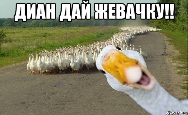 диан дай жевачку!! , Мем гуси