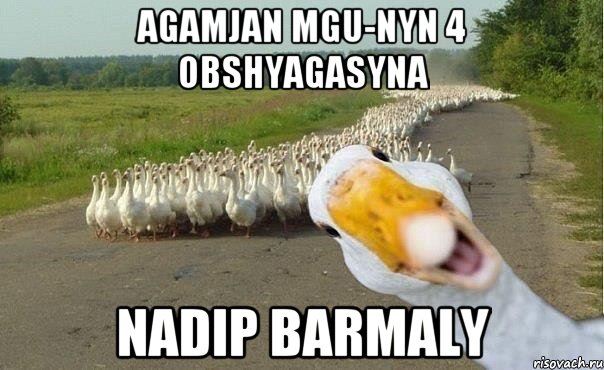 agamjan mgu-nyn 4 obshyagasyna nadip barmaly, Мем гуси