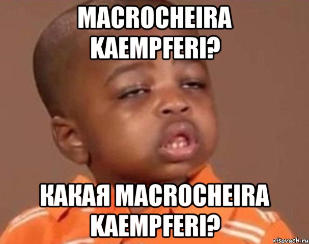 macrocheira kaempferi? какая macrocheira kaempferi?, Мем  Какой пацан (негритенок)