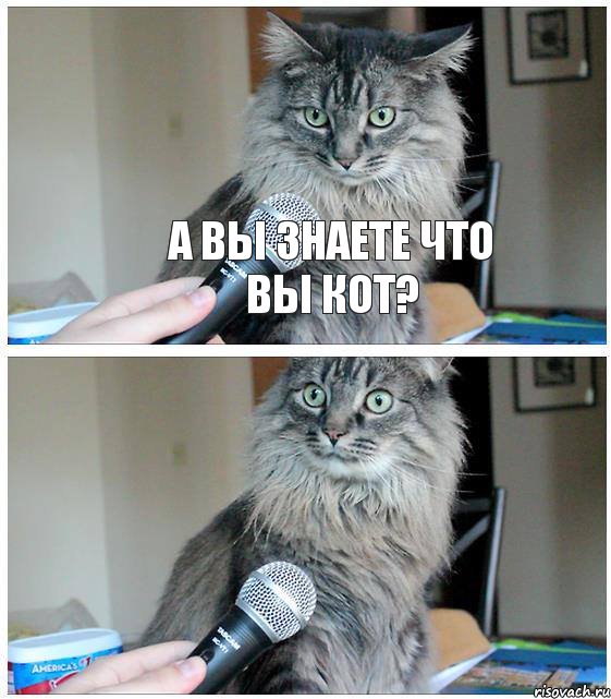 А вы знаете что вы кот?, Комикс  кот с микрофоном