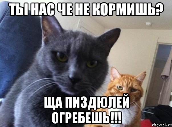 ты нас че не кормишь? ща пиздюлей огребешь!!!, Мем  Два котэ