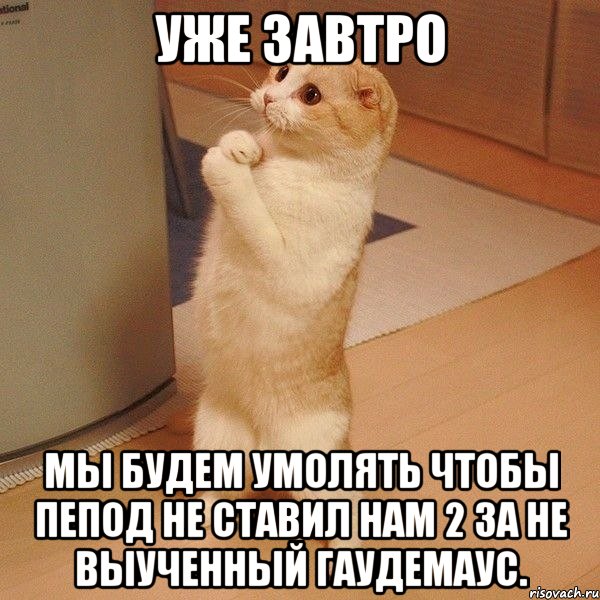 уже завтро мы будем умолять чтобы пепод не ставил нам 2 за не выученный гаудемаус., Мем  котэ молится