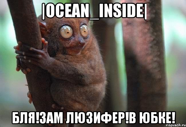 |ocean_inside| бля!зам люзифер!в юбке!, Мем лемур на дереве