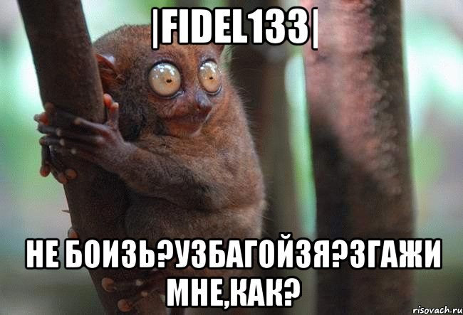 |fidel133| не боизь?узбагойзя?згажи мне,как?, Мем лемур на дереве