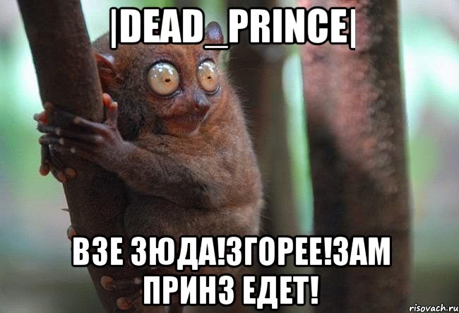 |dead_prince| взе зюда!згорее!зам принз едет!, Мем лемур на дереве