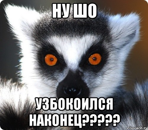 ну шо узбокоился наконец???, Мем лемур