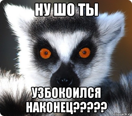 ну шо ты узбокоился наконец???, Мем лемур