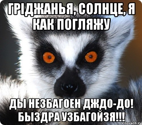 гріджанья, солнце, я как погляжу ды незбагоен дждо-до! быздра узбагойзя!!!, Мем лемур