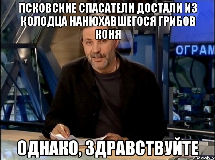 псковские спасатели достали из колодца нанюхавшегося грибов коня однако, здравствуйте, Мем Однако Здравствуйте