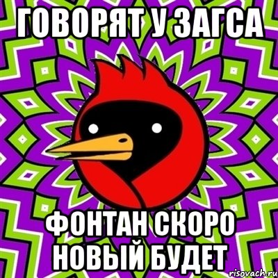 говорят у загса фонтан скоро новый будет, Мем Омская птица