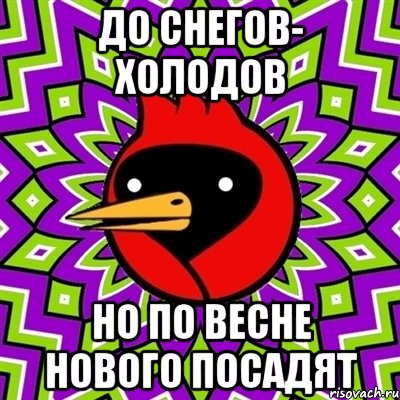до снегов- холодов но по весне нового посадят, Мем Омская птица