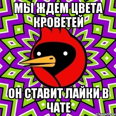 мы ждем цвета кроветей он ставит лайки в чате, Мем Омская птица