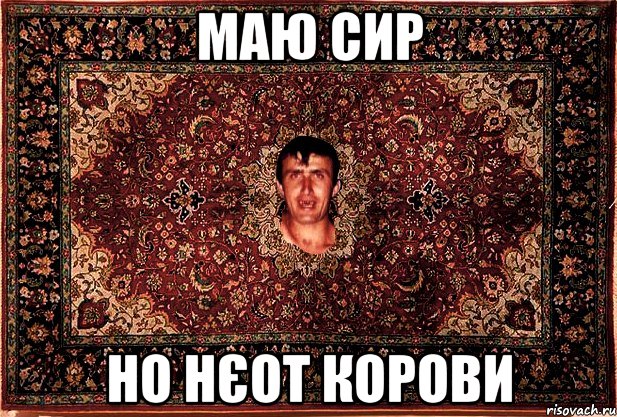 маю сир но нєот корови