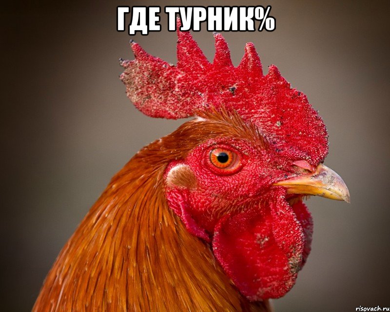 где турник% , Мем петух