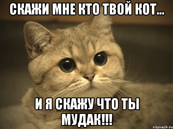 скажи мне кто твой кот... и я скажу что ты мудак!!!, Мем Пидрила ебаная котик