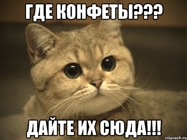 где конфеты??? дайте их сюда!!!, Мем Пидрила ебаная котик