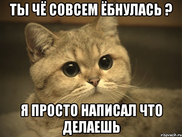 ты чё совсем ёбнулась ? я просто написал что делаешь, Мем Пидрила ебаная котик