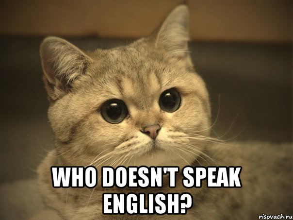  who doesn't speak english?, Мем Пидрила ебаная котик