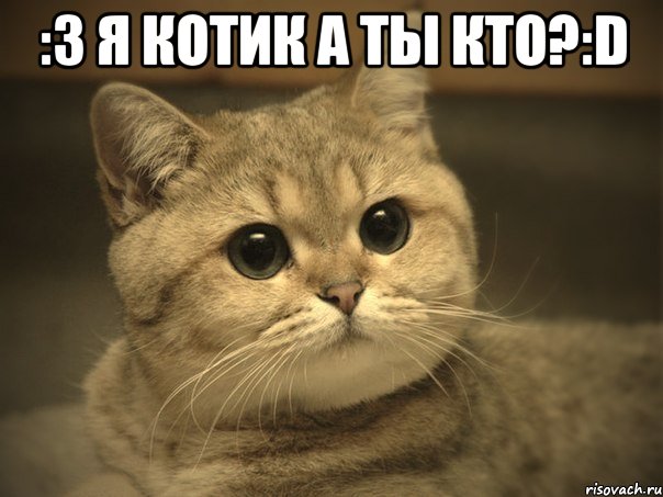 :3 я котик а ты кто?:d , Мем Пидрила ебаная котик