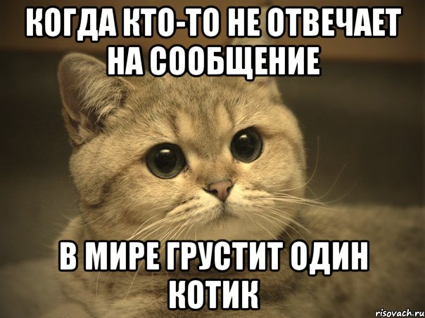 когда кто-то не отвечает на сообщение в мире грустит один котик, Мем Пидрила ебаная котик