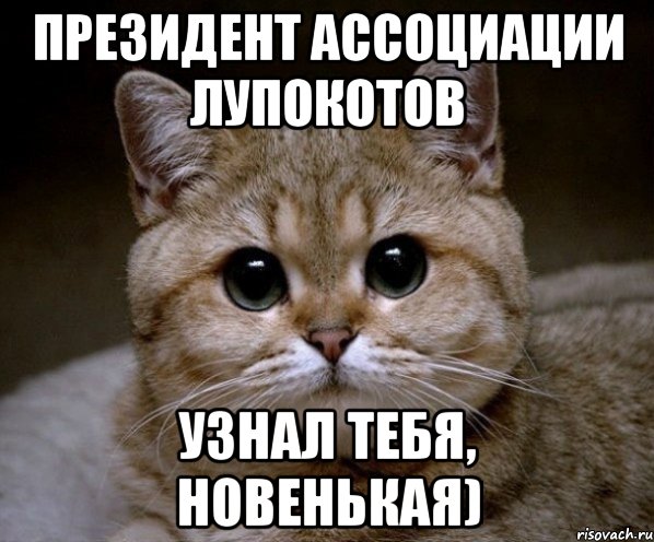 президент ассоциации лупокотов узнал тебя, новенькая), Мем Пидрила Ебаная