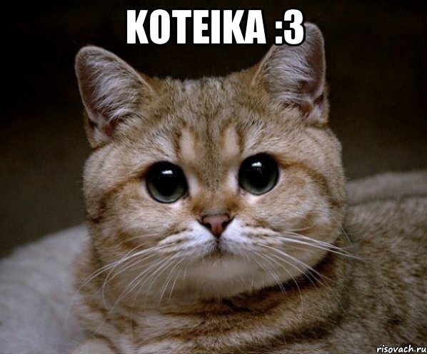 koteika :3 , Мем Пидрила Ебаная