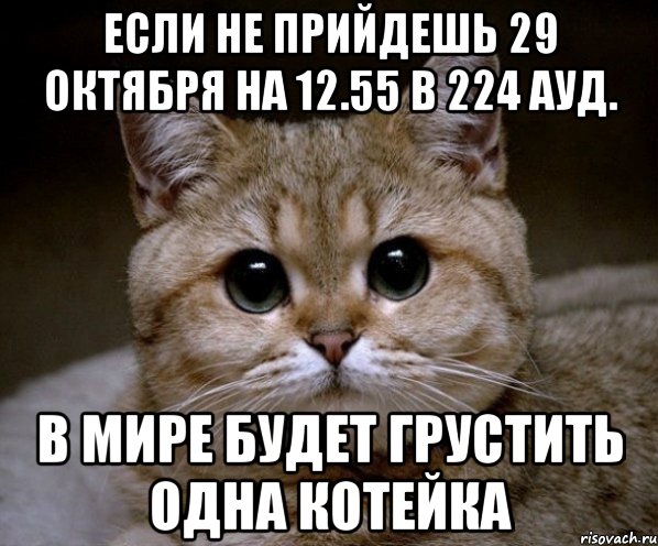 если не прийдешь 29 октября на 12.55 в 224 ауд. в мире будет грустить одна котейка, Мем Пидрила Ебаная