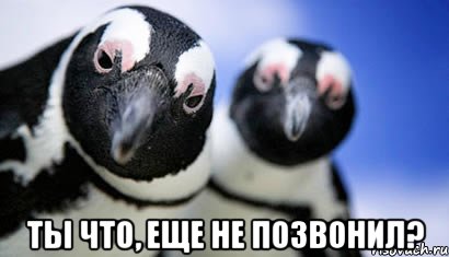  ты что, еще не позвонил?