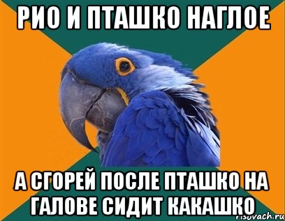 рио и пташко наглое а сгорей после пташко на галове сидит какашко, Мем Попугай параноик