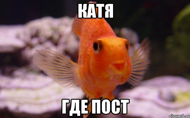 катя где пост