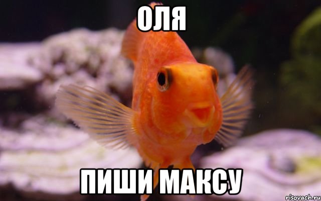оля пиши максу