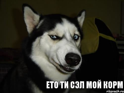 ето ти сэл мой корм, Комикс  Собака подозревака