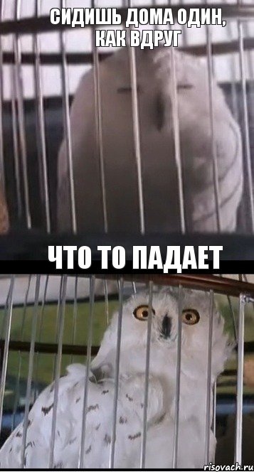 сидишь дома один, как вдруг что то падает, Комикс сова