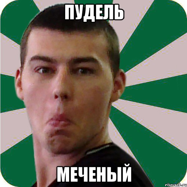 пудель меченый