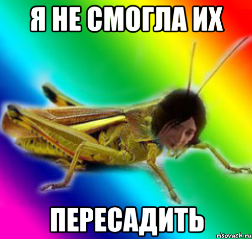 я не смогла их пересадить