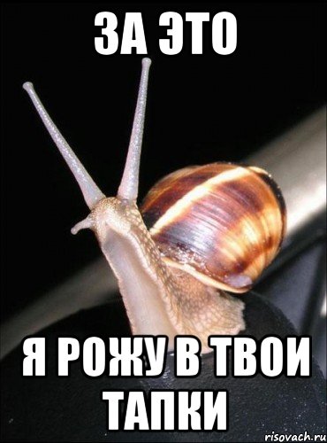 за это я рожу в твои тапки