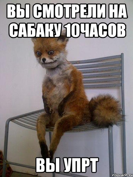 вы смотрели на сабаку 10часов вы упрт, Мем Упоротая лиса