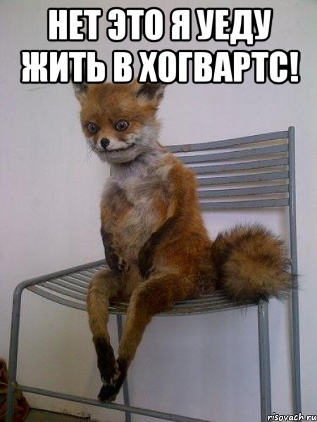 нет это я уеду жить в хогвартс! , Мем Упоротая лиса