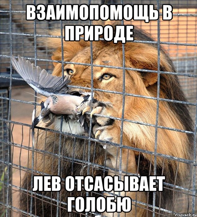 взаимопомощь в природе лев отсасывает голобю