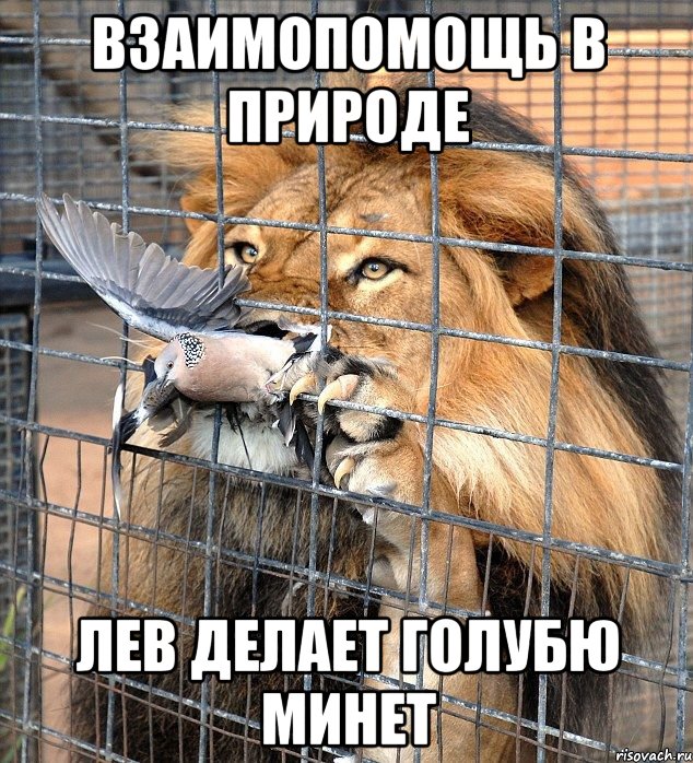 взаимопомощь в природе лев делает голубю минет