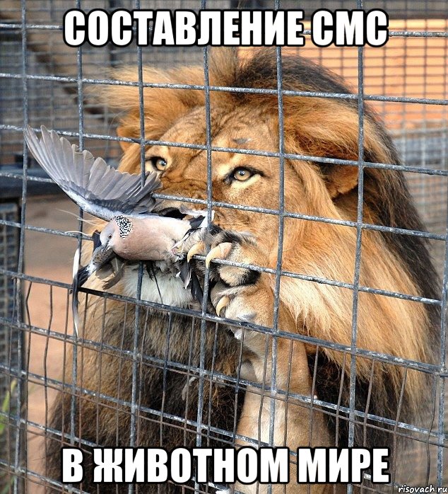 составление смс в животном мире