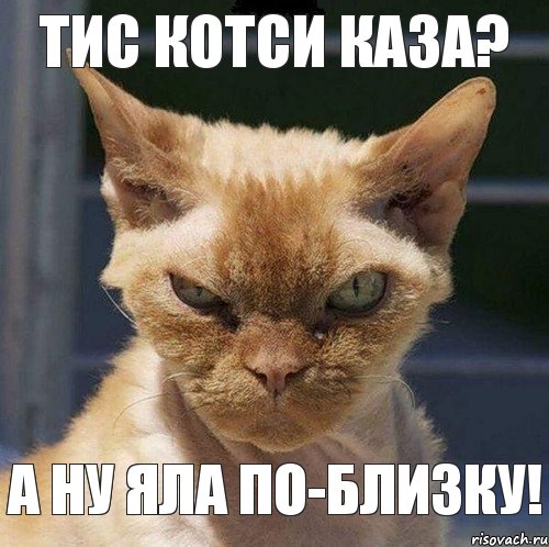 ТИс котси каза? А ну яла по-близку!, Комикс  злой кот