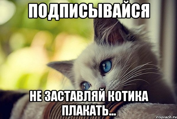 Подписывайся Не заставляй котика плакать...