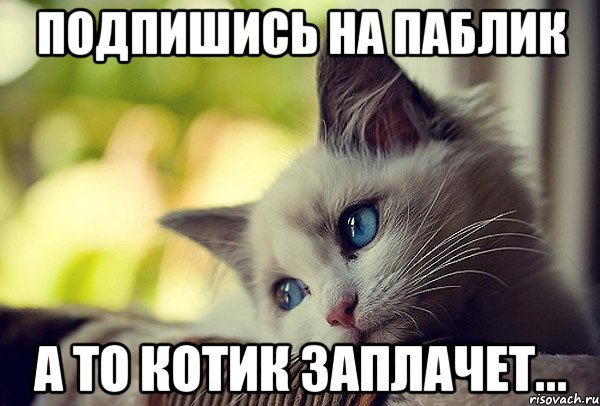 Подпишись на паблик А то котик заплачет...
