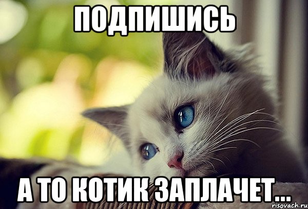 Подпишись А то котик заплачет...