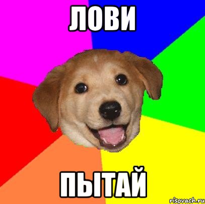 лови пытай, Мем Advice Dog