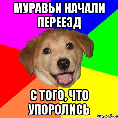 муравьи начали переезд с того, что упоролись, Мем Advice Dog