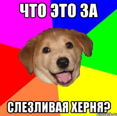 что это за слезливая херня?, Мем Advice Dog