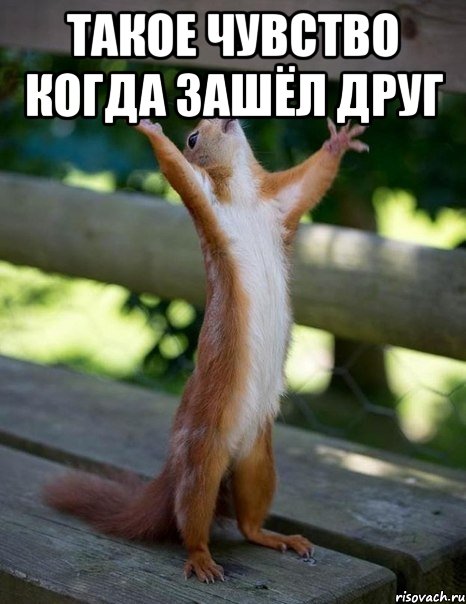такое чувство когда зашёл друг , Мем    белка молится
