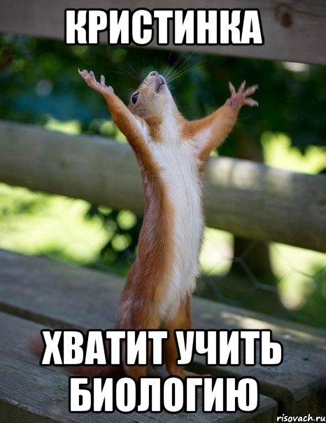 кристинка хватит учить биологию, Мем    белка молится